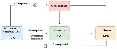 Elucidating the genetic relationship between ulcerative colitis and diabetic kidney disease: a bidirectional Mendelian randomization study